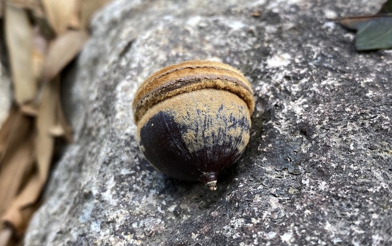 Quercus hui photo 3