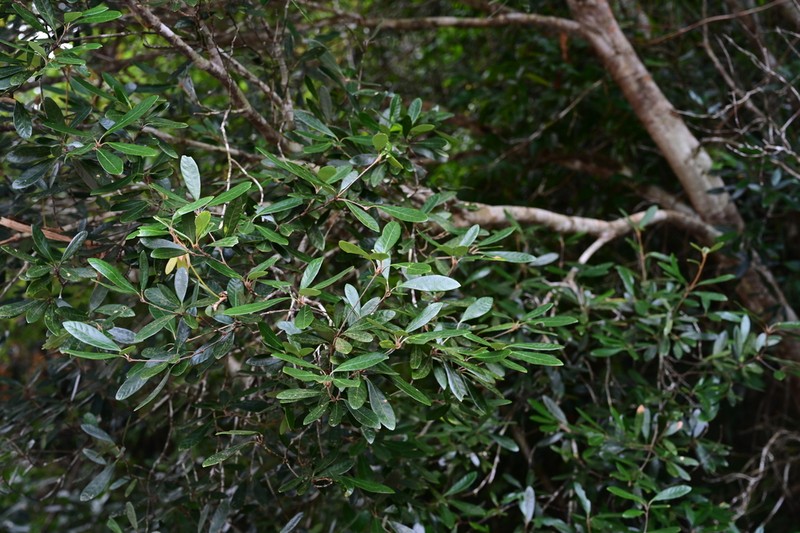 Quercus hui photo 4