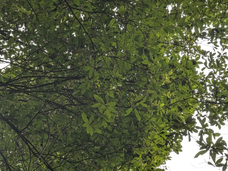 Quercus hui photo 5