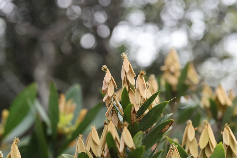 Quercus hui photo 6