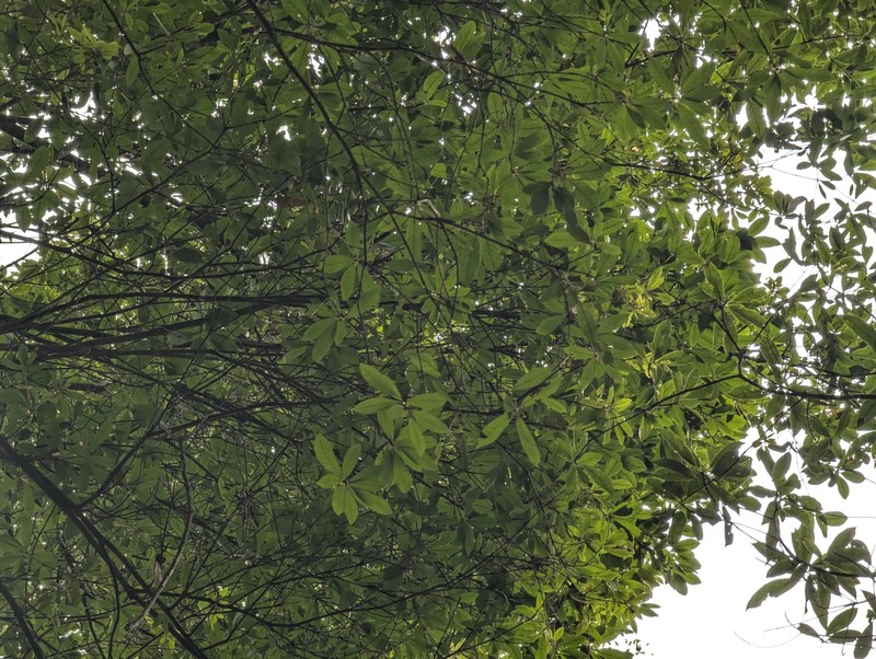 Quercus hui photo 8
