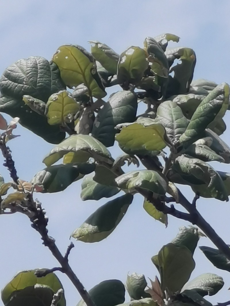 Quercus huicholensis photo 2