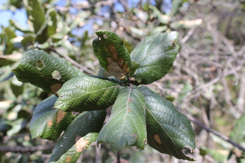 Quercus huicholensis photo 3