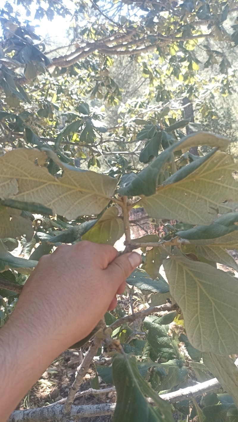 Quercus huicholensis photo 4