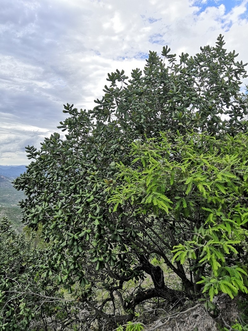 Quercus huicholensis photo 5