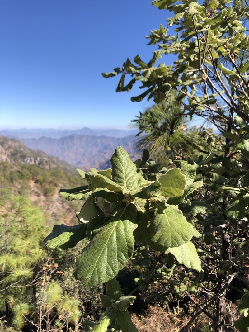 Quercus huicholensis photo 6
