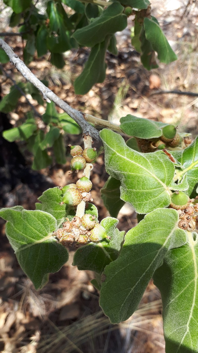 Quercus huicholensis photo 7