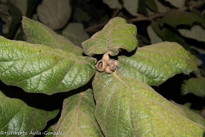 Quercus huicholensis photo 8