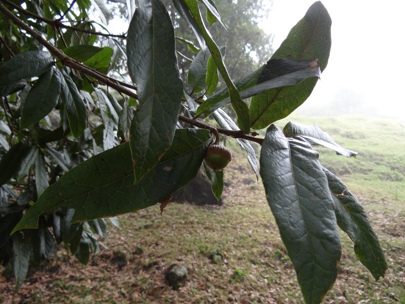 Quercus humboldtii