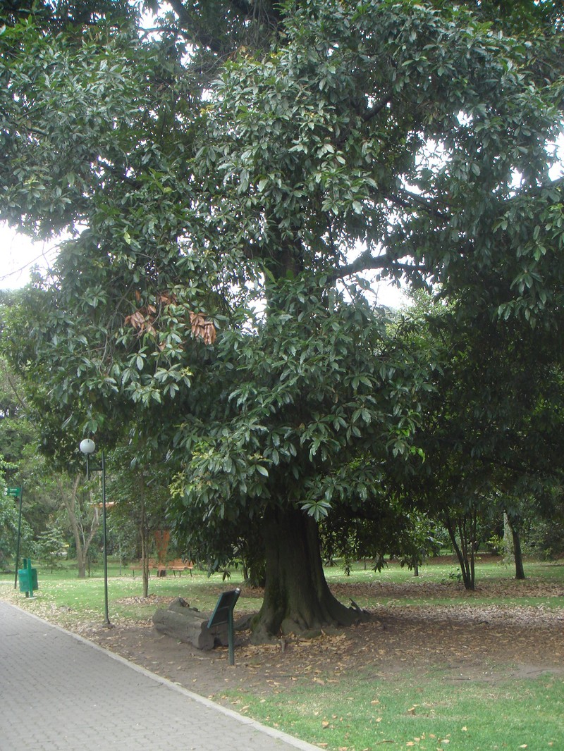Quercus humboldtii photo 2