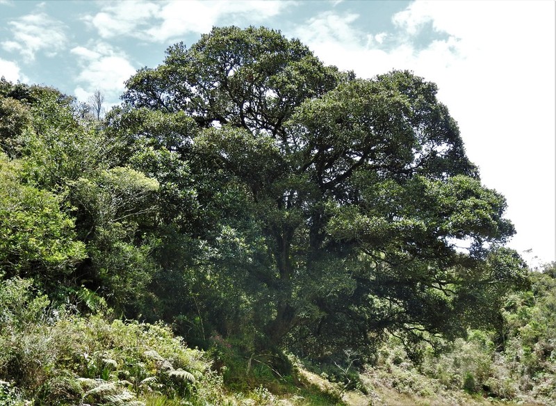 Quercus humboldtii photo 3