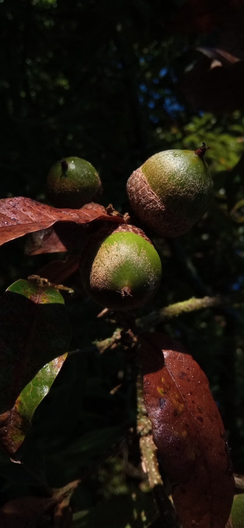 Quercus humboldtii photo 4