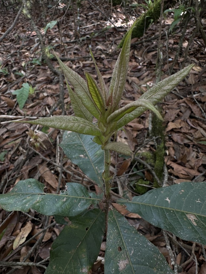 Quercus humboldtii photo 5