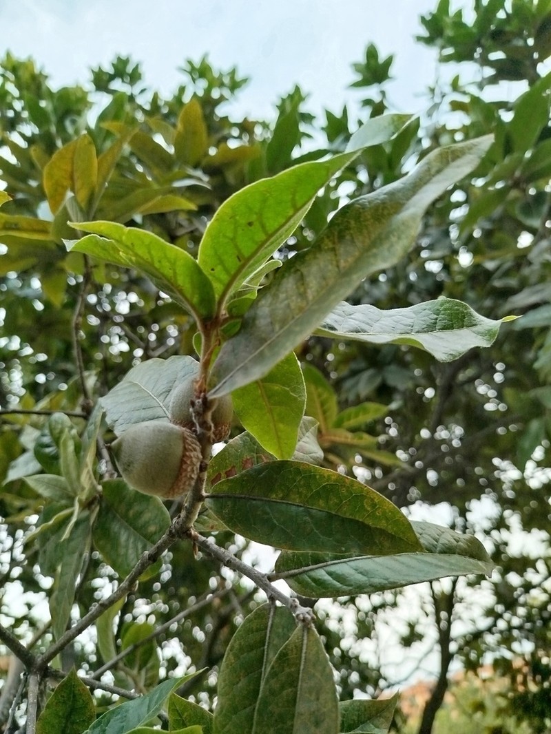 Quercus humboldtii photo 6