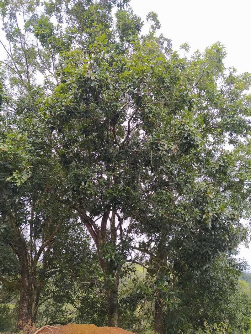 Quercus humboldtii photo 7