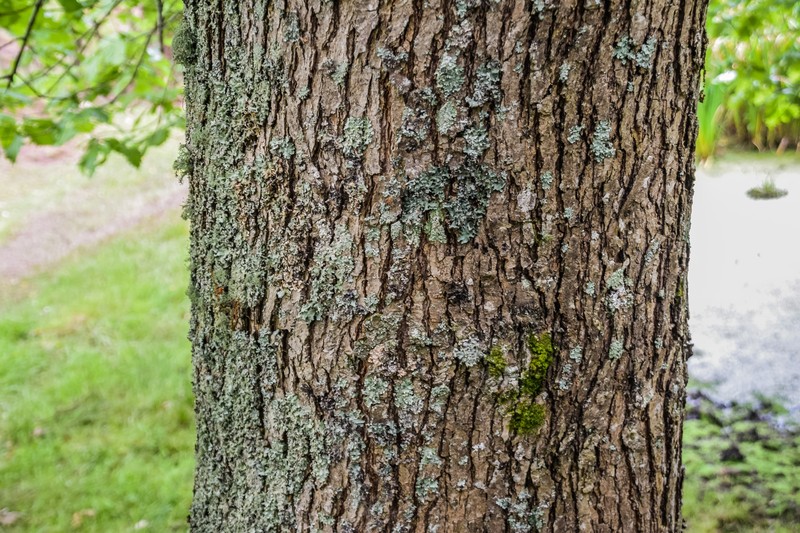 hybrid oak photo 2