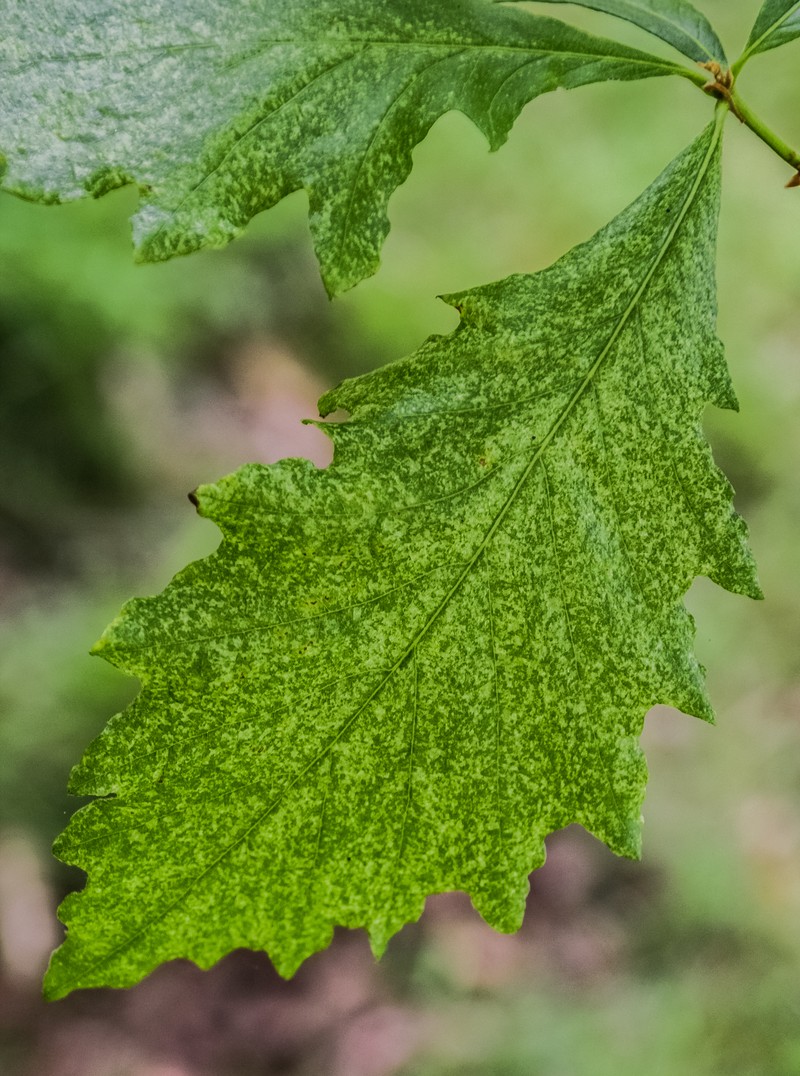 hybrid oak photo 2