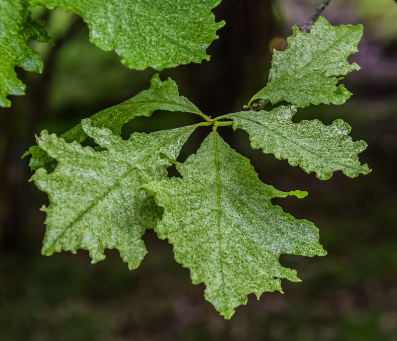 hybrid oak photo 3