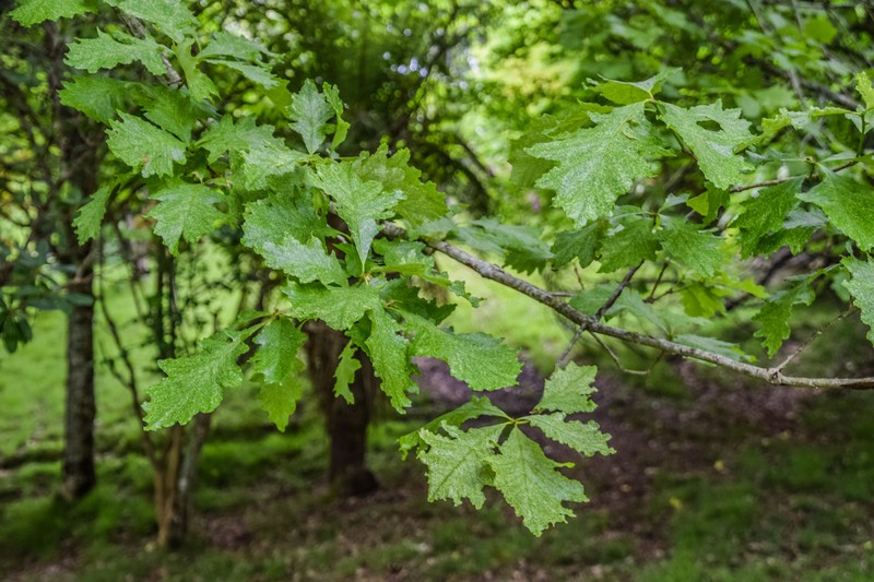 hybrid oak photo 4
