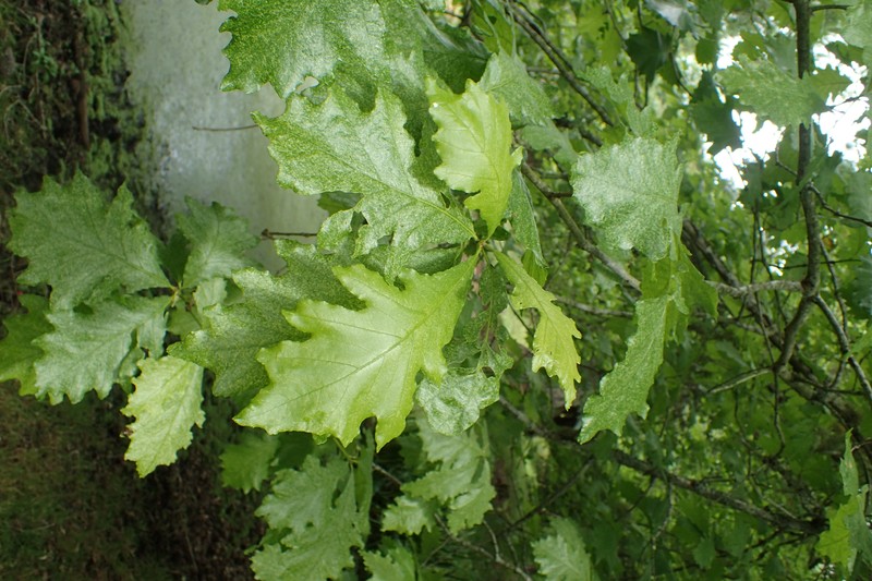 hybrid oak photo 5