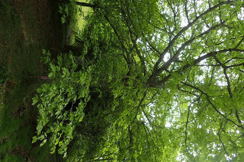hybrid oak photo 6