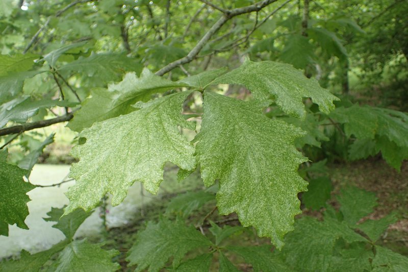 hybrid oak photo 7