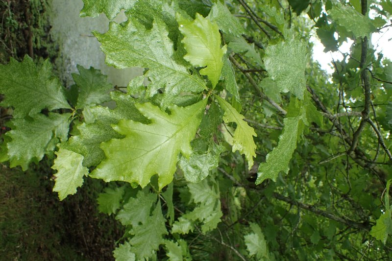hybrid oak photo 8