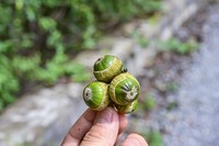 Quercus hypargyrea