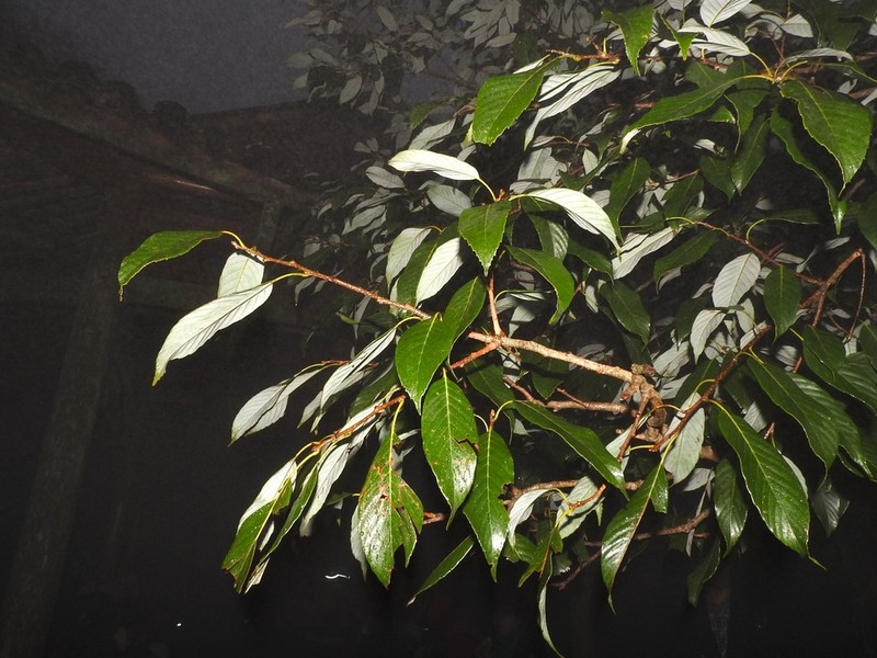Quercus hypargyrea photo 2