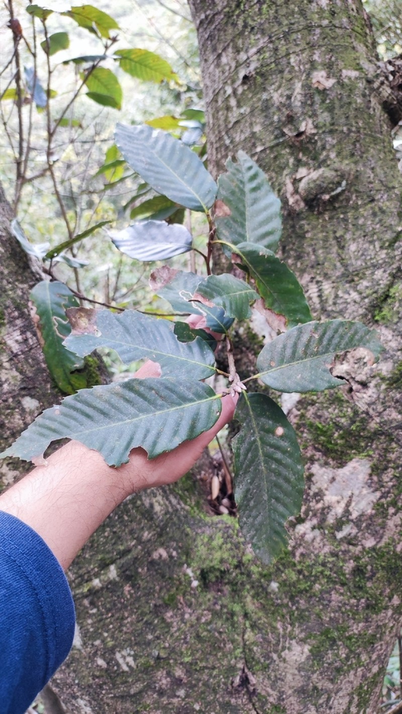 Quercus hypargyrea photo 3