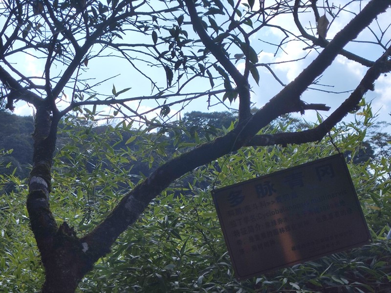 Quercus hypargyrea photo 4