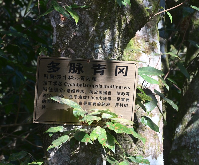 Quercus hypargyrea photo 5