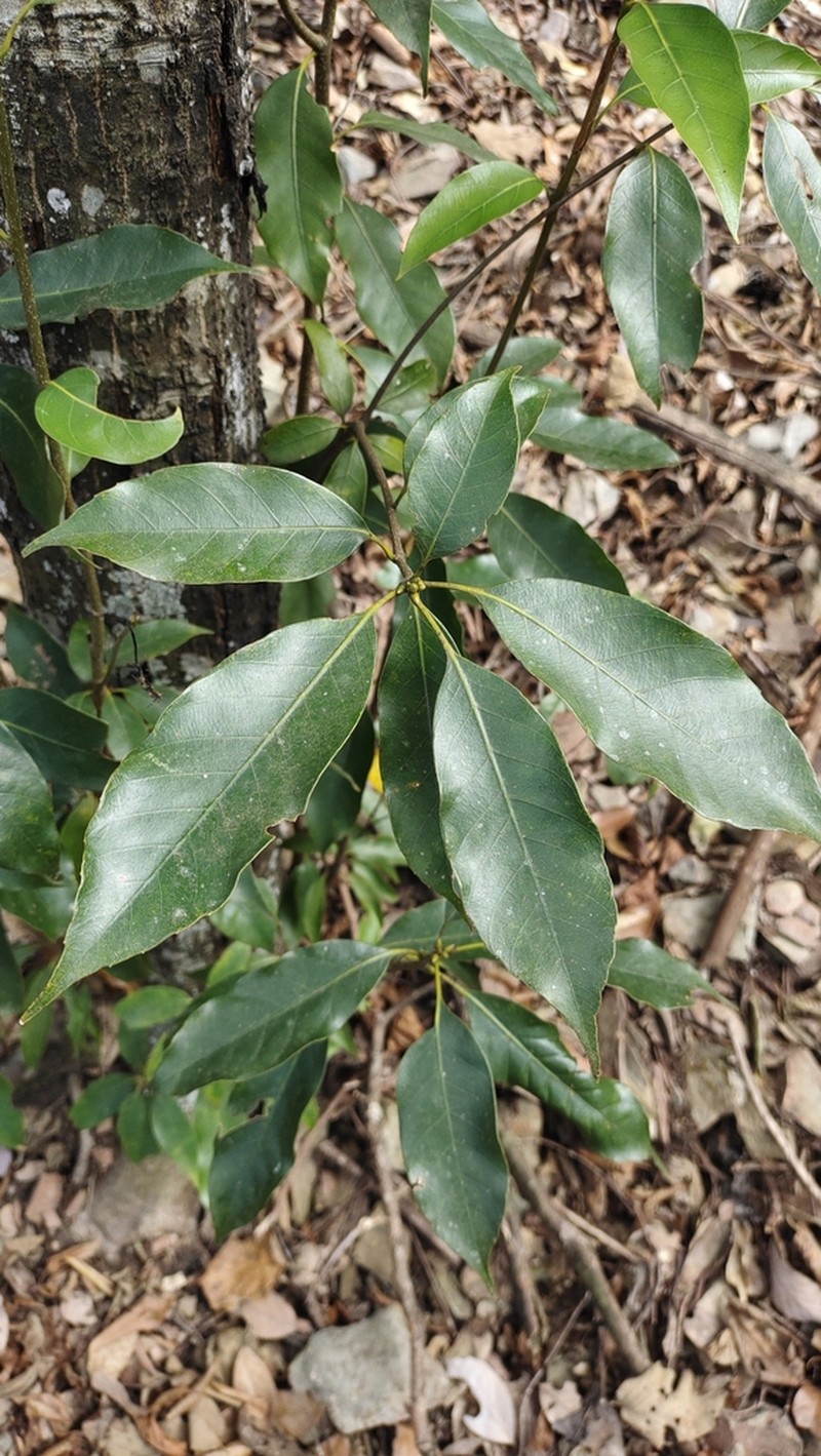 Quercus hypargyrea photo 6