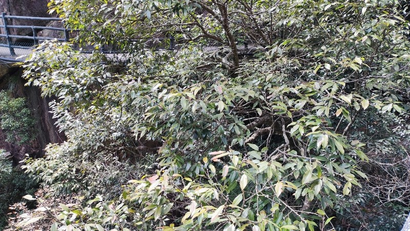 Quercus hypargyrea photo 7