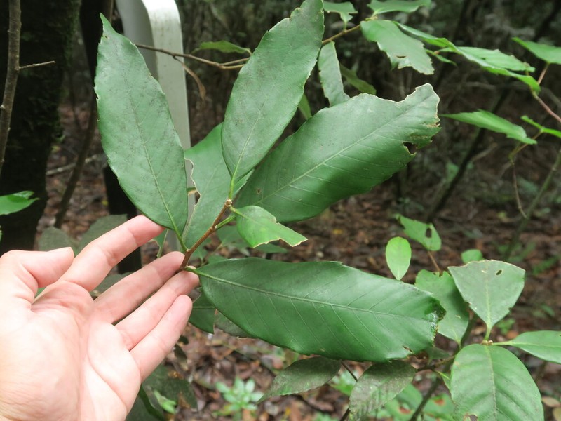 Quercus hypargyrea photo 8