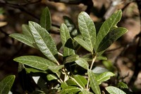 Silverleaf Oak