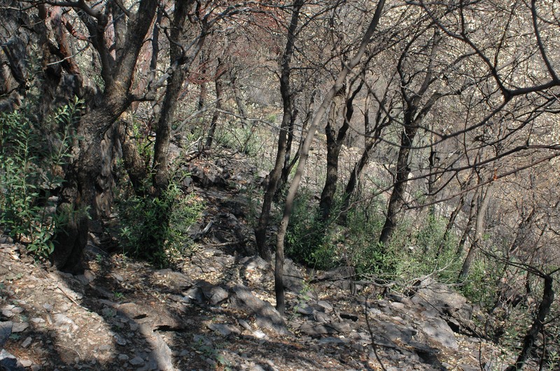Silverleaf Oak photo 4