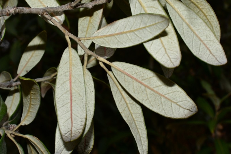 Silverleaf Oak photo 3