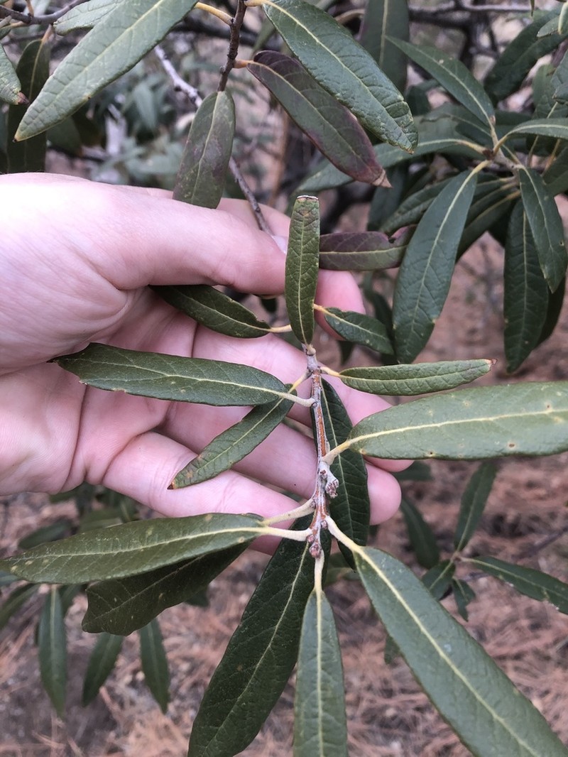 Silverleaf Oak photo 4