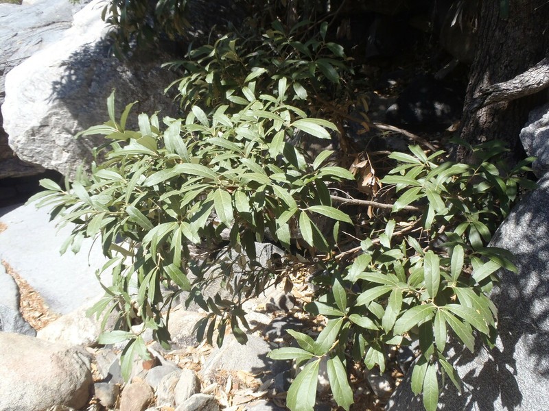 Silverleaf Oak photo 5