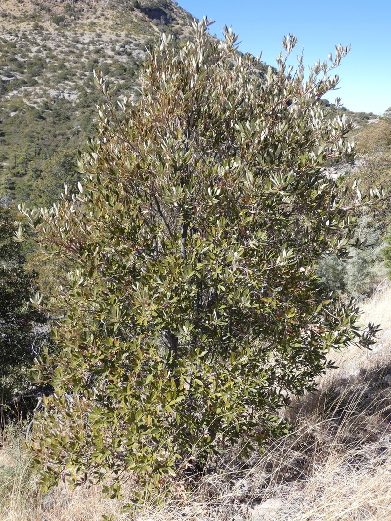 Silverleaf Oak photo 6