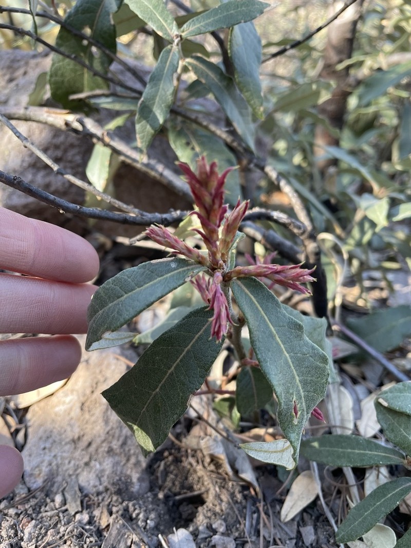 Silverleaf Oak photo 7