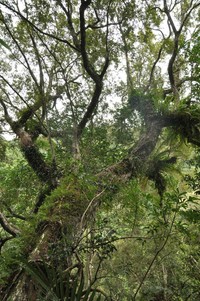 Quercus hypophaea