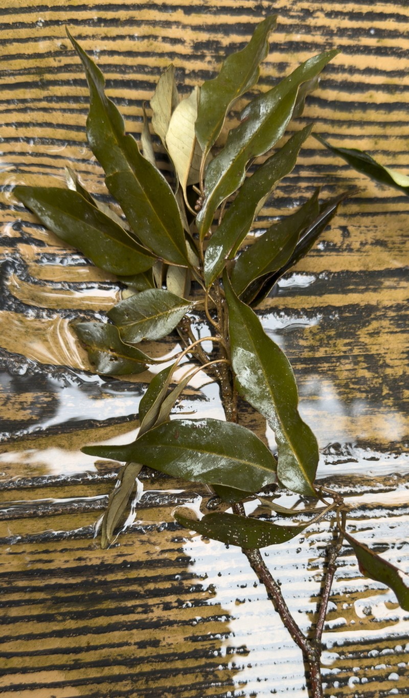 Quercus hypophaea photo 2