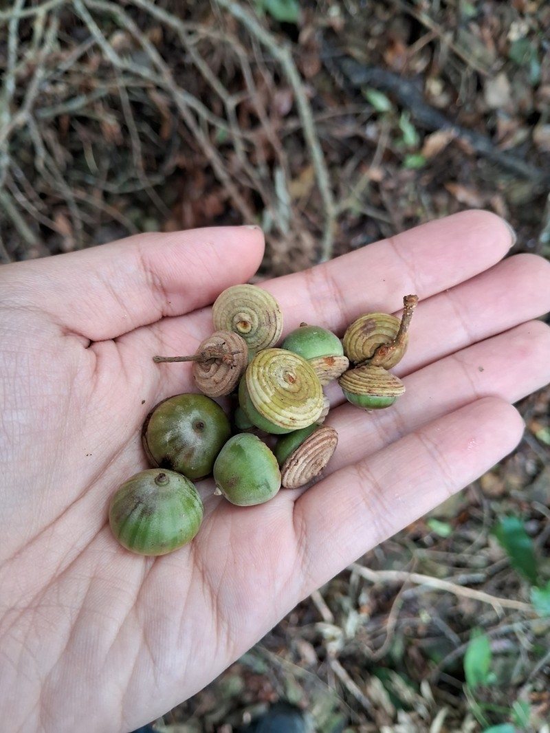 Quercus hypophaea photo 3