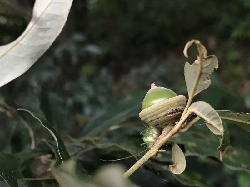 Quercus hypophaea photo 4