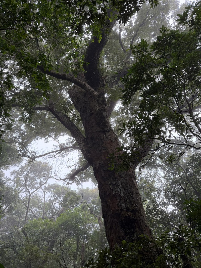 Quercus hypophaea photo 5