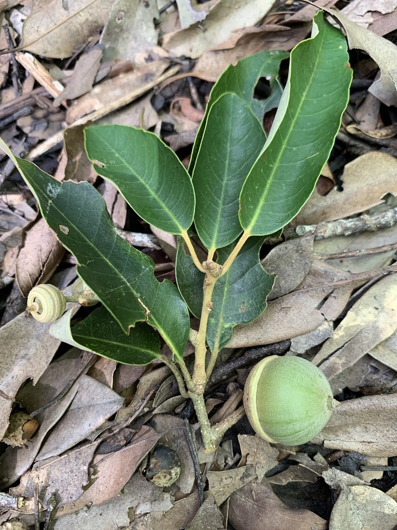 Quercus hypophaea photo 6