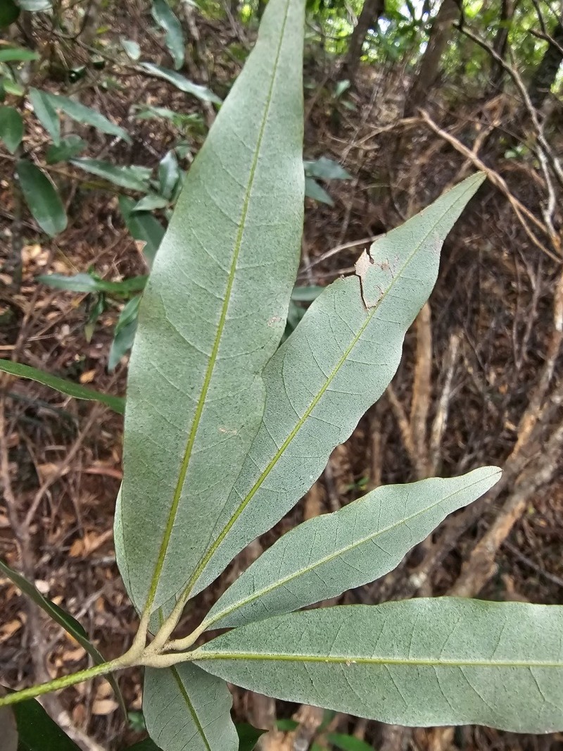 Quercus hypophaea photo 7