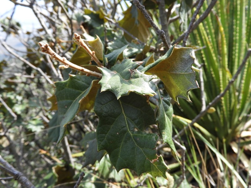 Quercus hypoxantha photo 2